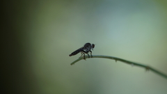 Ommatiini