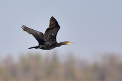 Phalacrocorax carbo sinensis