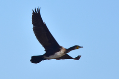 Phalacrocorax carbo sinensis