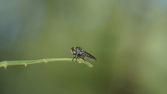 Ommatiini