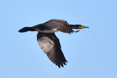 Phalacrocorax carbo sinensis