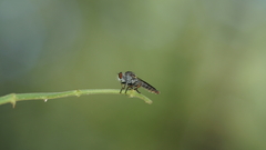 Ommatiini