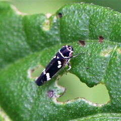 Macugonalia leucomelas
