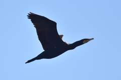 Phalacrocorax carbo sinensis
