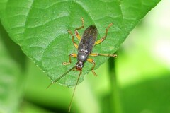 Alleculina