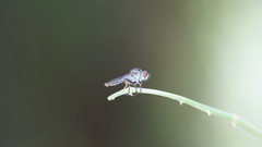 Ommatiini