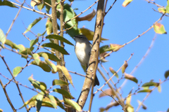 Phylloscopus collybita
