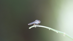 Ommatiini