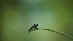 Ommatiini