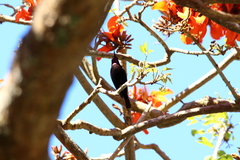 Chalcomitra amethystina