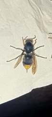 Dolichovespula panda