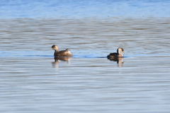 Tachybaptus ruficollis capensis