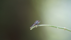 Ommatiini
