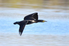 Phalacrocorax carbo sinensis