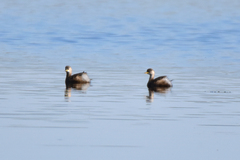 Tachybaptus ruficollis capensis