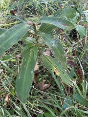 Commelina