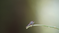 Ommatiini