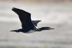 Phalacrocorax carbo sinensis