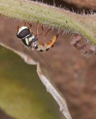 Ischiodon aegyptius