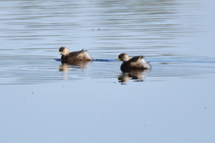 Tachybaptus ruficollis capensis