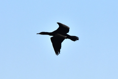 Phalacrocorax carbo sinensis
