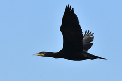 Phalacrocorax carbo sinensis