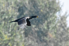 Phalacrocorax carbo sinensis