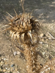 Onopordum bracteatum