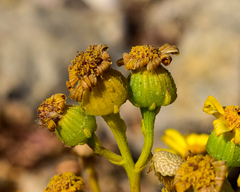 Senecio bahioides
