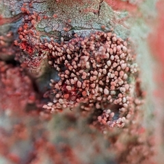 Herpothallon rubrocinctum