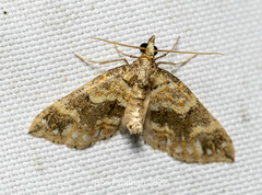 Martania decorata