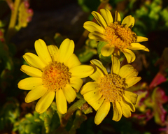 Senecio bahioides