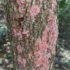 Herpothallon rubrocinctum