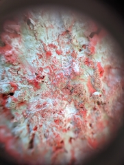 Herpothallon rubrocinctum