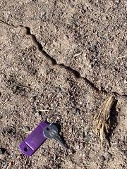 Coluber constrictor flaviventris