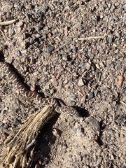 Coluber constrictor flaviventris