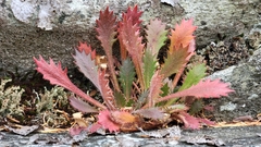 Micranthes petiolaris