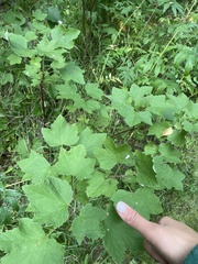 Ribes alpinum