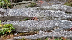 Micranthes petiolaris