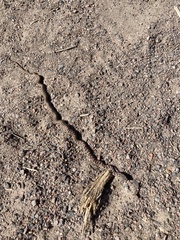 Coluber constrictor flaviventris