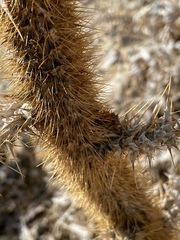 Onopordum bracteatum