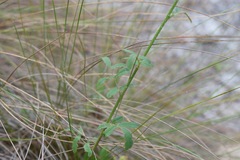 Chapmannia floridana