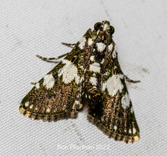 Termioptycha conjuncta