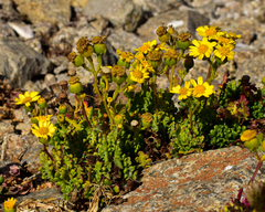 Senecio bahioides