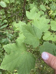 Ribes alpinum