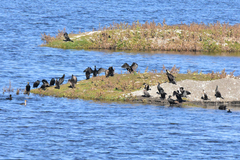 Phalacrocorax carbo sinensis