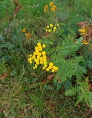 Tanacetum vulgare