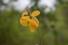 Chapmannia floridana