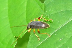Alleculina