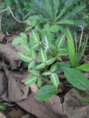 Syngonium angustatum
